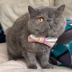 A one-eyed cat wearing a bow tie